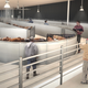 Image for article titled Yes, There Is an Airport Being Designed Just For Animals
